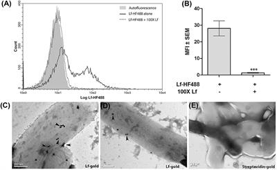 Mycobacterium tuberculosis Glyceraldehyde-3-Phosphate Dehydrogenase (GAPDH) Functions as a Receptor for Human Lactoferrin